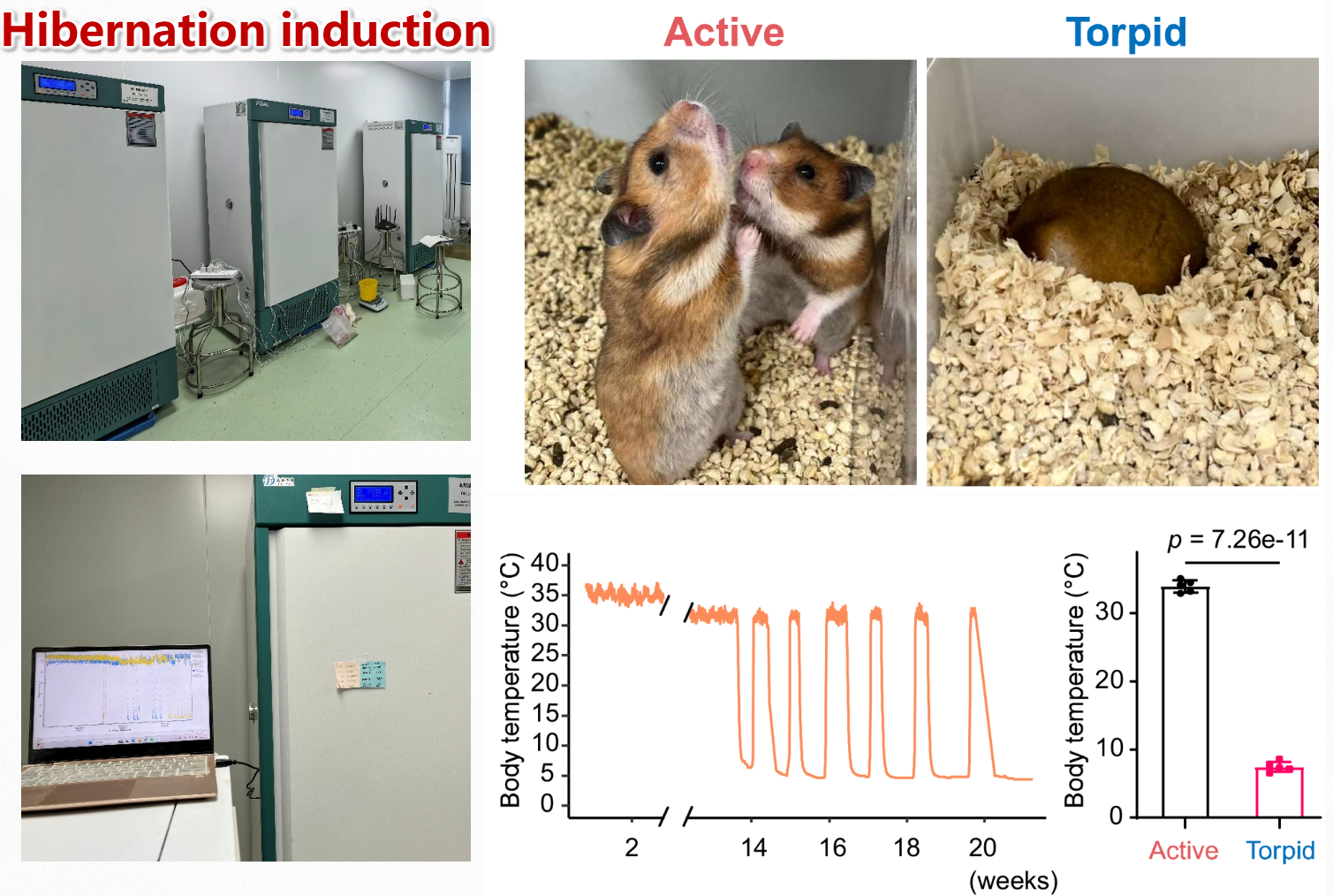 Mammalian hibernation model and torpor phenotype